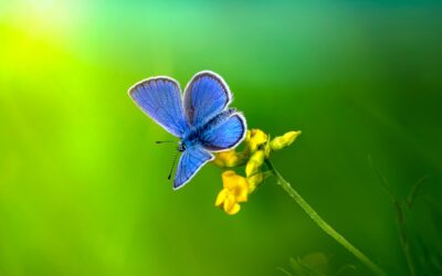 Entre alas azules: reflexiones sobre transformación y el último vuelo